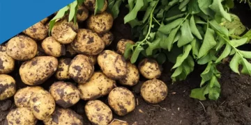 IN THE IPATOVSKY DISTRICT THEY STARTED PICKING POTATOES