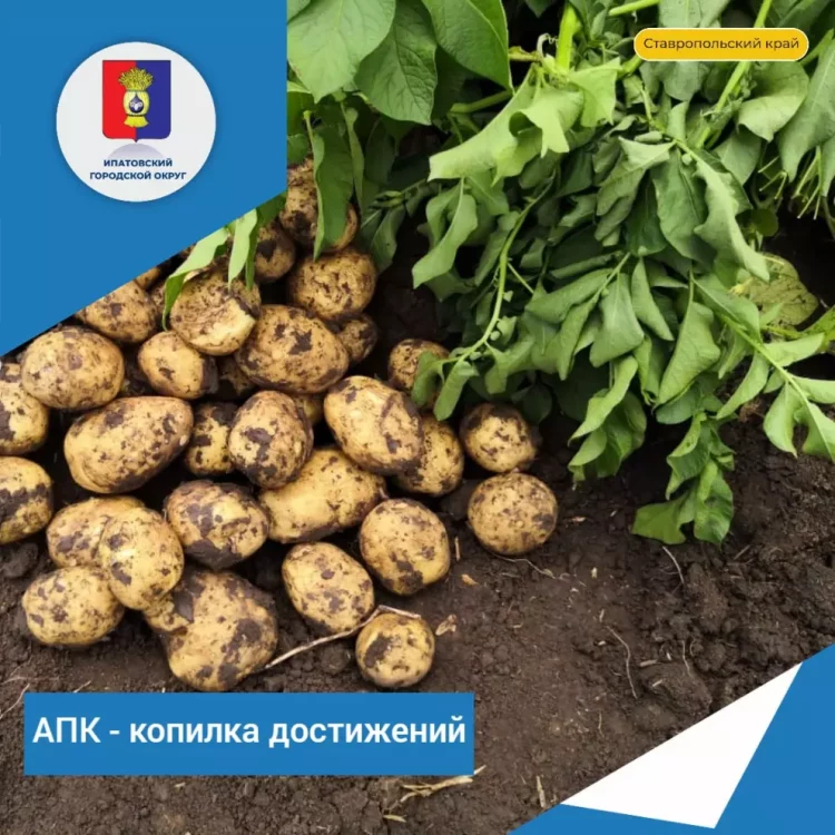 IN THE IPATOVSKY DISTRICT THEY STARTED PICKING POTATOES