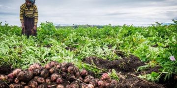 How the humble potato is already helping end world hunger