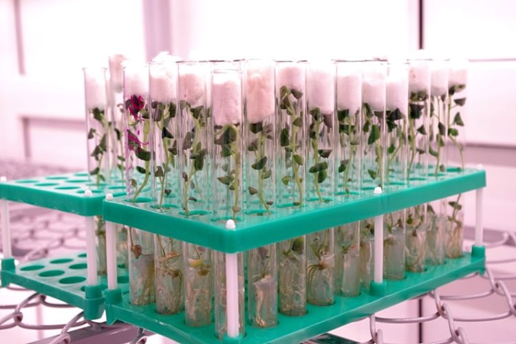 Expert: investments in biotechnology account for 5.6% of all investments in agriculture