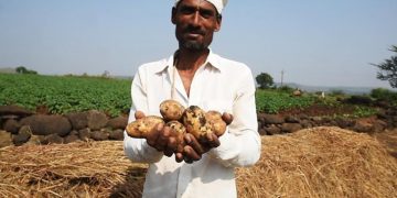 A hero role for potatoes in global food security? An Indian perspective