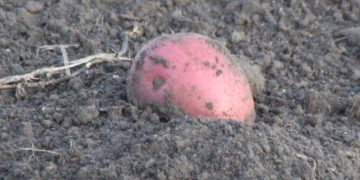Potato planting nearing completion in Manitoba
