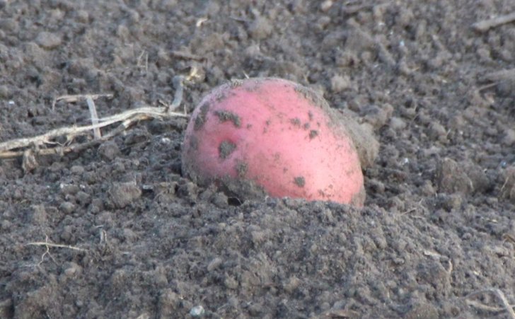 Potato planting nearing completion in Manitoba 35 Potato planting nearing completion in Manitoba