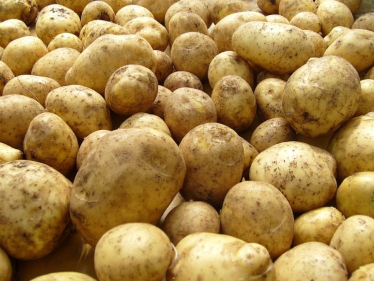Harvesting of early potatoes began in Kabardino-Balkaria