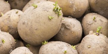 Potato growers in Ireland urged to order seed now for 2023 – or take a huge risk
