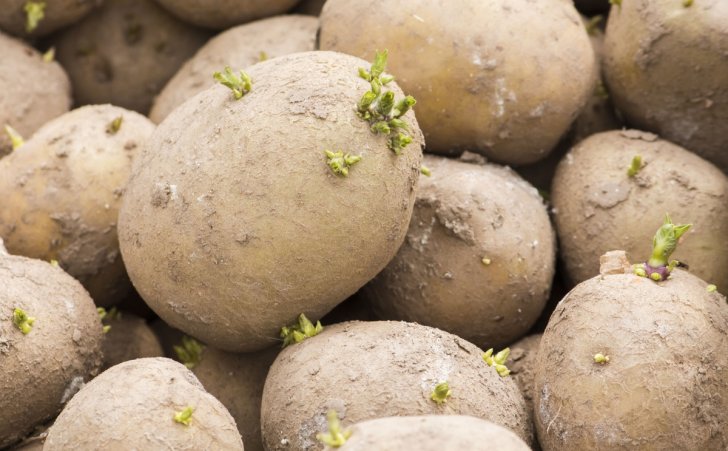 seed potatoes with small green sprouts 1200x743 1