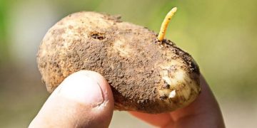 Fera Brings Together the Agribusiness Industry to Tackle Wireworm’s Patterns of Damage