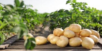 US Potato Stocks and Disappearance on June 1