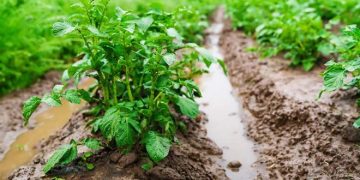 New Perspectives for the European Potato Growing and Processing Sectors