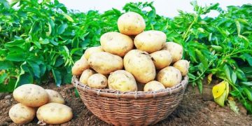 Potato Production Growth Estimates for the Next Two Years