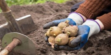 Marginal Growth in the European Spud Production Area