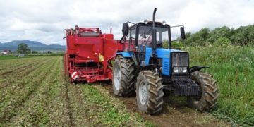 Sakhalin residents will be provided with fresh potatoes and vegetables by a local producer
