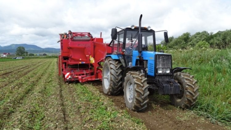 Sakhalin residents will be provided with fresh potatoes and vegetables by a local producer