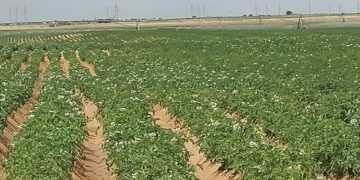 Liman farmers sell early potatoes