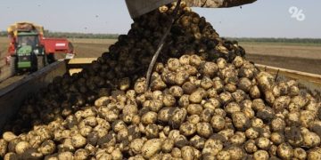 Harvesting of early potatoes began in the Stavropol Territory
