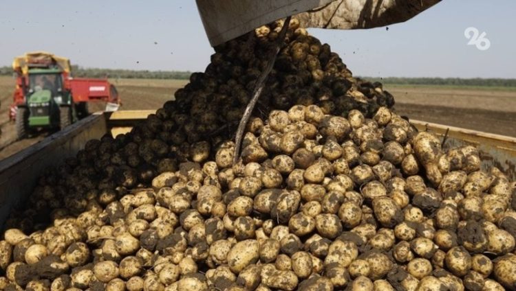 Harvesting of early potatoes began in the Stavropol Territory