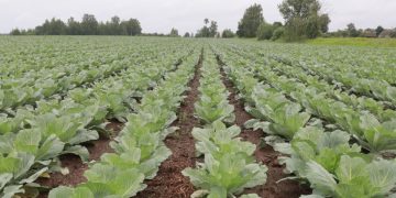 Bogdanov: more than 150,000 tons of fruits and vegetables will be pledged to stabilization funds this year in Belarus