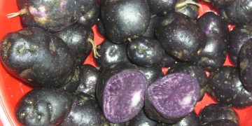 Purple potatoes – what other miracles?