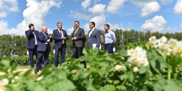 More than 80 varieties of potatoes were presented at the Day of the Bryansk Field-2022