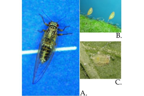 Potato Growers Face Knockdown Punch From Psyllids 27 Potato Growers Face Knockdown Punch From Psyllids