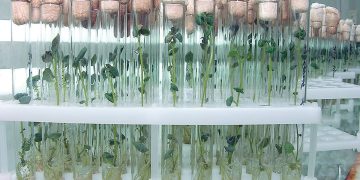 Kurgan has developed a technology for cloning potatoes in test tubes