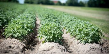 Another farmer received land under the program “Podmoskovnye 10 hectares”