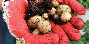 Almost 14 thousand hectares of land in the Moscow region are sown with potatoes