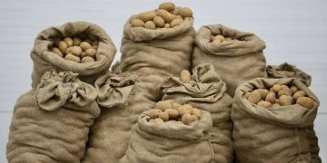 400 thousand tons of potatoes will be produced in the Moscow region this year