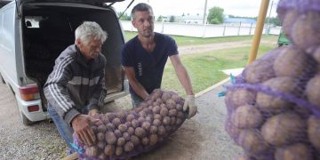 BLUEBERRY, CHERRY, CUCUMBERS AND POTATOES. REPORT FROM PROCUREMENT POINTS OF THE GRODNO REGION BELARUS