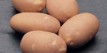 French fries in fast foods of the Russian Federation will be prepared from domestic varieties