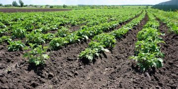 IN KURSK REGION, A FARMER WON 10 MILLION IN A GRANT COMPETITION AND BOUGHT A TRACTOR