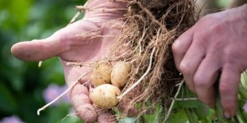 Why spuds are cheap as chips in the UK – while wheat prices rocket