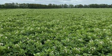 Certis Belchim comes with new partner against phytophthora