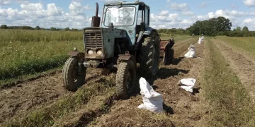 Potato harvest will increase in Primorye thanks to state support