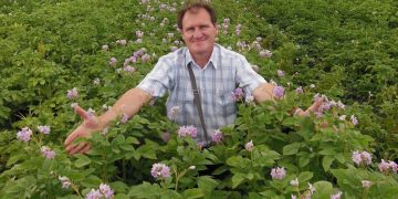 Potato growers of the Penza State Agrarian University revive the glory of the “Penza potato”
