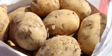 In the Turkestan region of Kazakhstan, harvesting of potatoes of early varieties is being completed