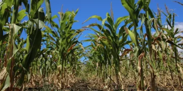 Moldovan farmers demand to introduce a state of emergency in agriculture