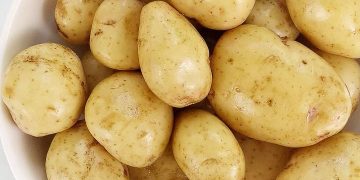Young potatoes are harvested in Kabardino-Balkaria