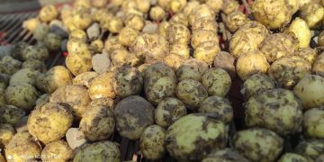 In the Novgorod region began to collect early potatoes