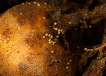 Studies have not identified dangerous pests in the soil for planting potatoes in the region