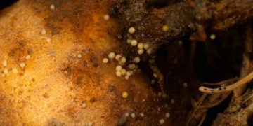 Studies have not identified dangerous pests in the soil for planting potatoes in the region