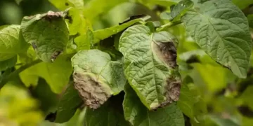 Exploiting soil microbiomes to fight potato late blight