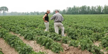 Supplemental calcium application to mitigate heat stress: The importance of root zone calcium levels