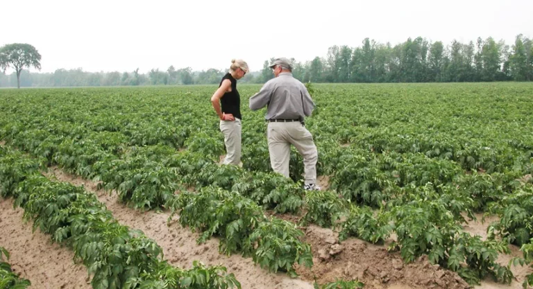 Supplemental calcium application to mitigate heat stress: The importance of root zone calcium levels 25 Supplemental calcium application to mitigate heat stress: The importance of root zone calcium levels