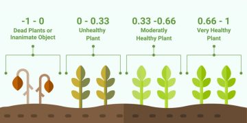 Effect of variety and growth period on NDVI estimation of nitrogen concentration in potato plants