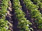 More than 200 ha of land released from phytosanitary quarantine in Novgorod region 24 More than 200 ha of land released from phytosanitary quarantine in Novgorod region