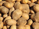 Limestone Coast potato grower sees excellent demand 28 Limestone Coast potato grower sees excellent demand
