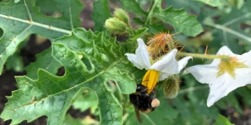 Clamping down on PCN: New study to help farmers improve trap crop success