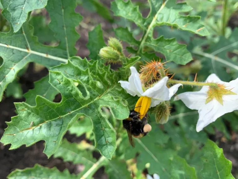Clamping down on PCN: New study to help farmers improve trap crop success 31 Clamping down on PCN: New study to help farmers improve trap crop success
