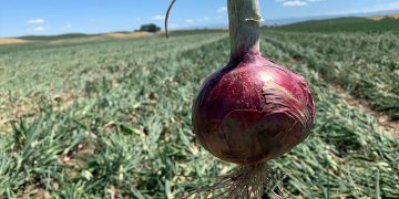 Market and Crop Update for June 30, 2022